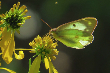 Orange Sulphur female